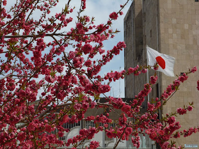 桃園公園の桃の花