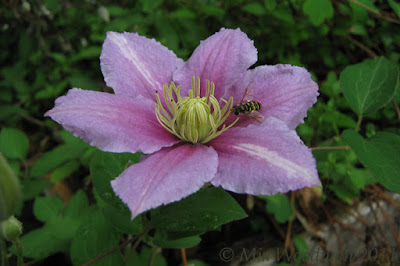 clematis hoverfly