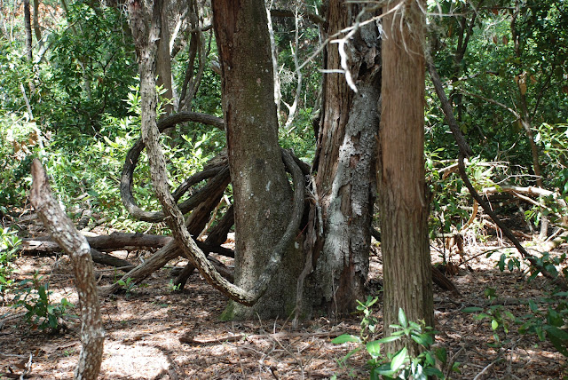 Guana Tolomato Matanzas National Estuarine Research Reserve