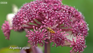 Angelica Gigas