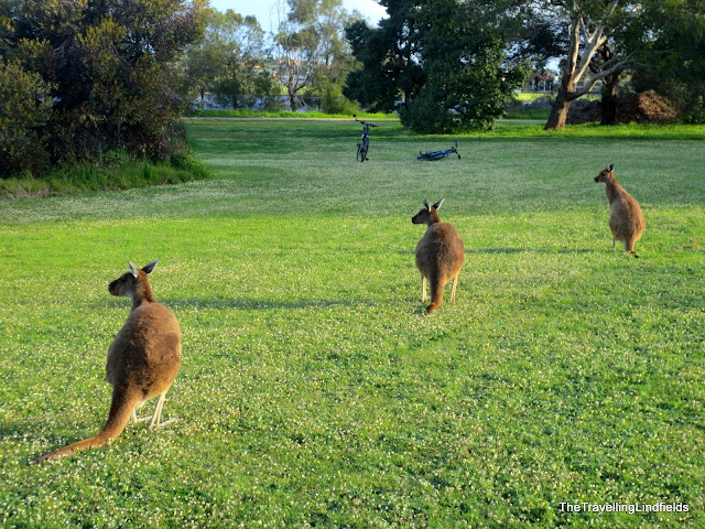 Kangaroos Heirrison Island