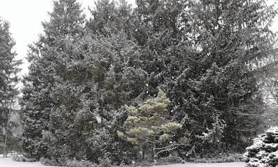 pine trees with snow