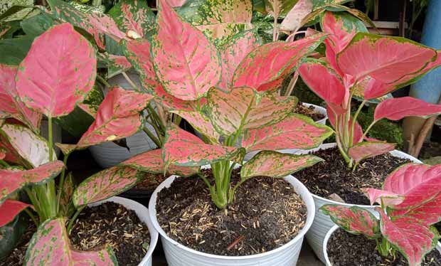 aglaonema legacy