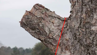 Proper position for pruning tree limb stub