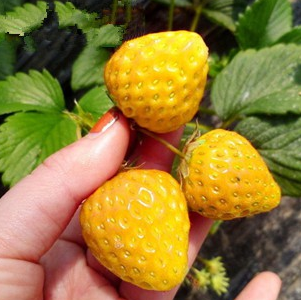 Strawberry Kuning (Alphine Yellow Wonder)