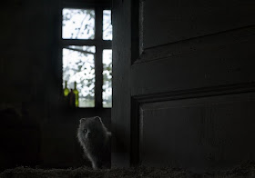 Wild animals in abandoned house (20 pics), wild animal photos, Kai Fagerström photography, amazing animal pictures