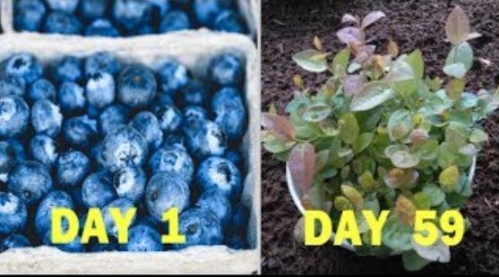 https://mygardenchannel.com/grow-blueberries-container/