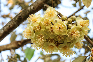 Hình ảnh nuôi dưỡng hoa sầu riêng