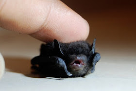funny animal pictures, tiny bat