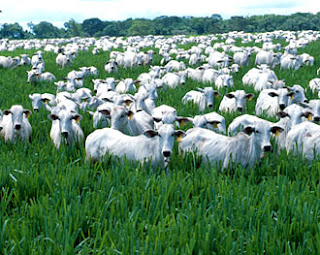 Conheça a fazenda onde é criado o maior plantel de gado senepol do 