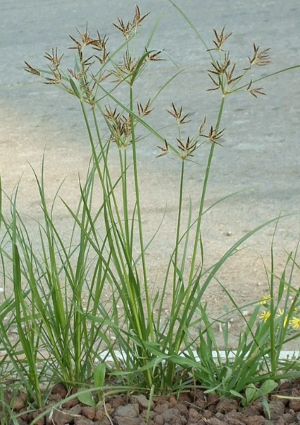 Rumput Teki 10 Contoh Tumbuhan Monokotil Beserta Gambar  