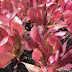 Red Romaine Lettuce in the Fall: Outstanding Color!