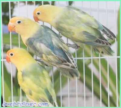 lovebird sable head