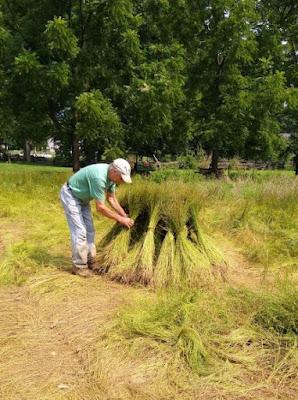 Man in jeans, green shirt and cap stacks bundles of flax upright to dry