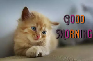 Good morning cat images