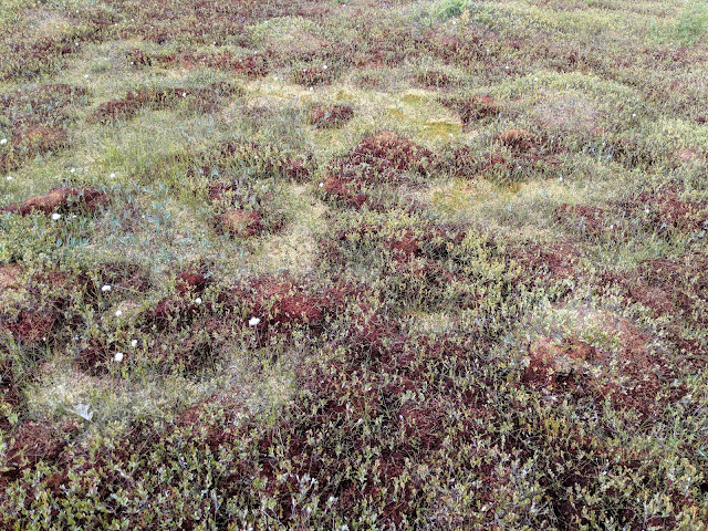 Торф'яник Ороно. Штат Мен. (Orono Bog Walk, ME)