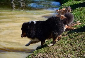 Pets Adventure 18 (0_1) (57)
