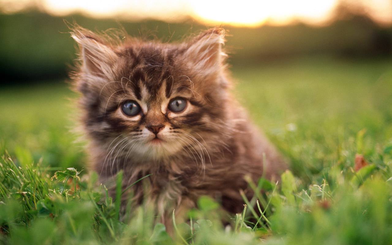 Cute Kittens | HD Wallpapers (High Definition) | Free Background