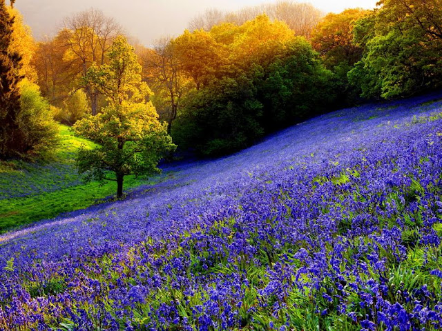 flower mountains