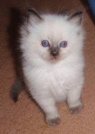 seal mitted ragdoll kitten