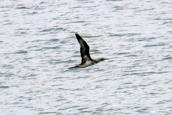 Gannet