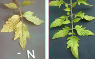  Gejala daun kekurangan nitrogen 