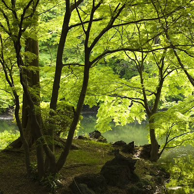 Green trees download free wallpapers for iPad