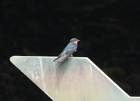 Pacific Swallow - Singapore Botanic Gardens