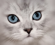 Live Life Like a Kitten. . . Clearly. Use the power of your subconscious . (clearly cat face silver chinchilla persian)