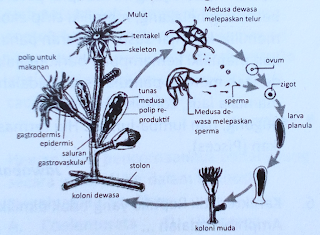 soal un biologi tentang kingdom animalia dunia hewan