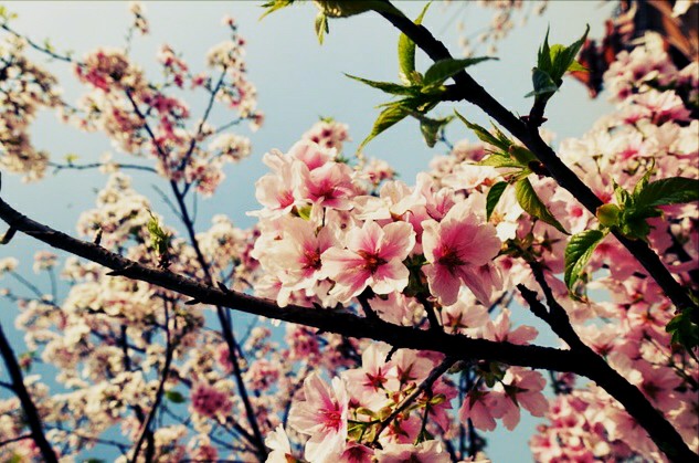 Gambar Bunga Sakura Yang Indah | Kumpulan Gambar