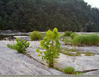 Sycamore seedlings