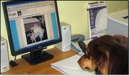 cãozinho vendo porno