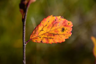 Betula pumila,  Bog Birch,  Dwarf Birch, Cohan Seeds