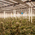 Fluence and REMY LED Lighting Collaboration Flourishes at Israeli Cannabis Farms