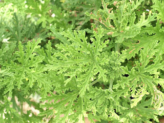 Pelargonium du groupe rosat - Géranium rosat - Pelargonium roseum - Géranium Bourbon