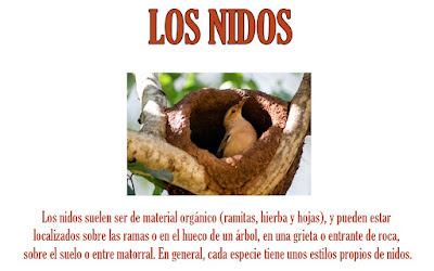 Planificación - Biología - Los nidos