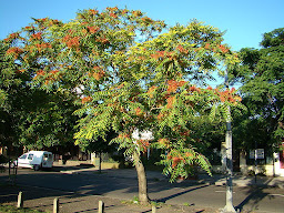 Tree of Heaven (Ailanthus altissima)