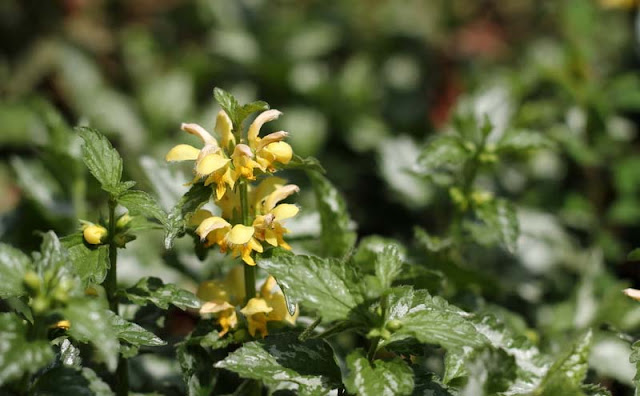 Yellow Archangel Flowers Pictures