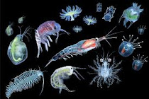 Life in the sea is plankton