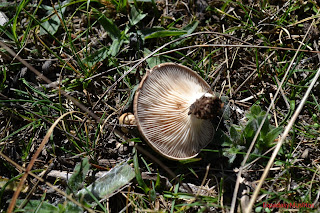 Foto de Pleurotus Eryngii  o Seta de cardo láminas -EspadasyMuslitos