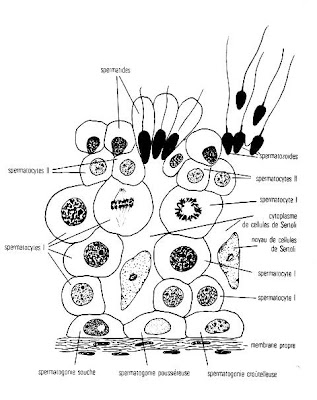 La paroi du tube séminifère
