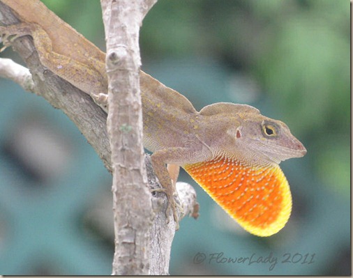 07-17-lizard