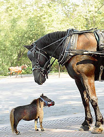 kuda terkecil di dunia