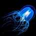 Hewan Paling Beracun " Box Jellyfish "
