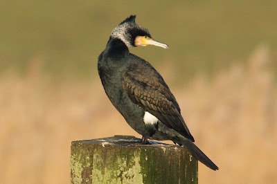 Ielgoes - Aalscholver - Phalacrocorax carbo