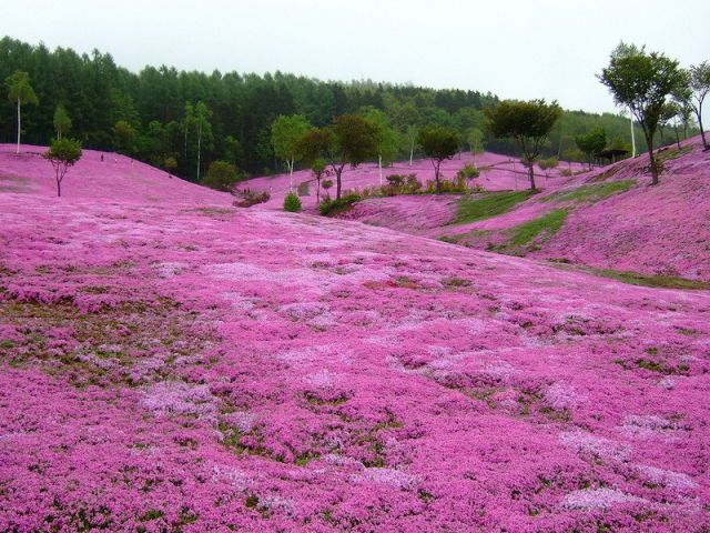  Takinocho Shibazakura Park, Japan, pink flower, bloom, mount