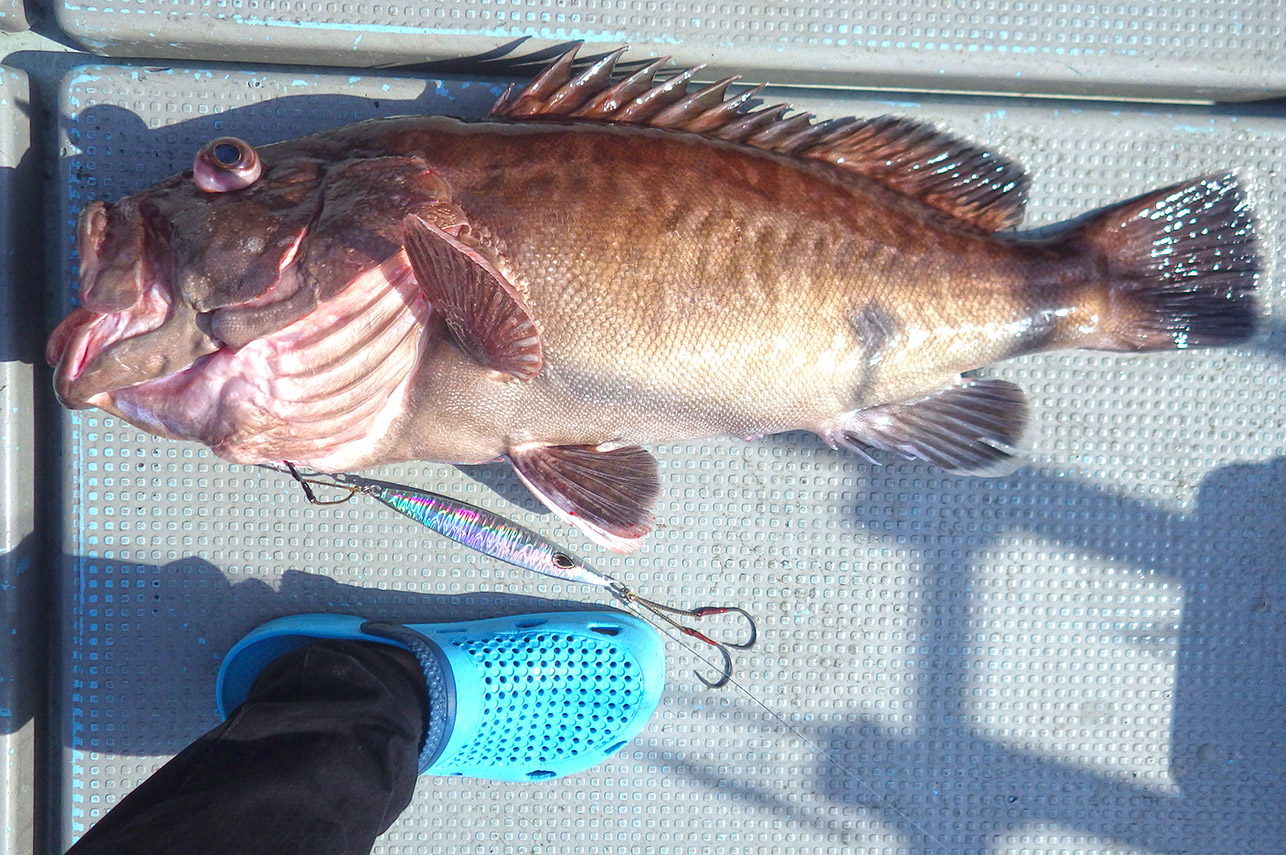 気ままに釣行記 巨大根魚 マハタ クエ カンナギ との勝負を制するためには