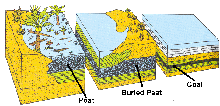 Formation Of Coal. Coal Formation