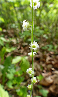 Mitrelle à deux feuilles - Mitella diphylla